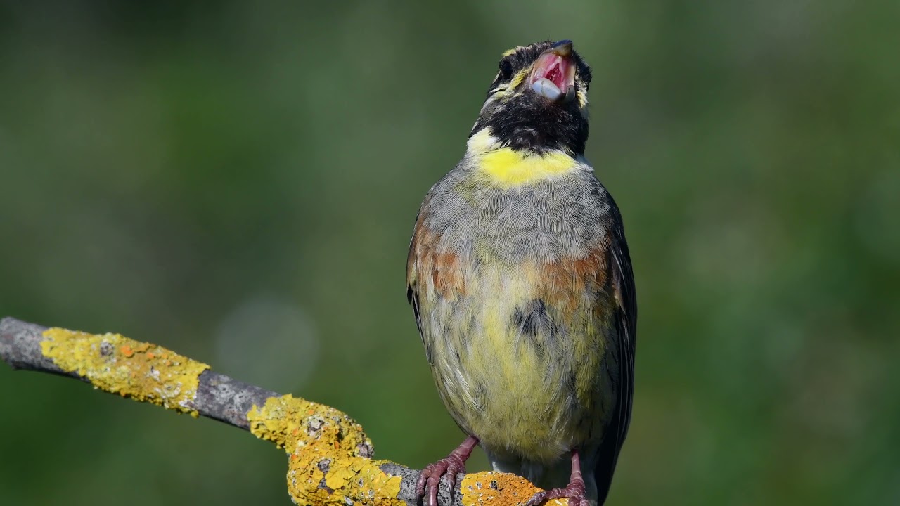 Bahçe kirazkuşu [ Cirl Bunting - Emberiza cirlus ]