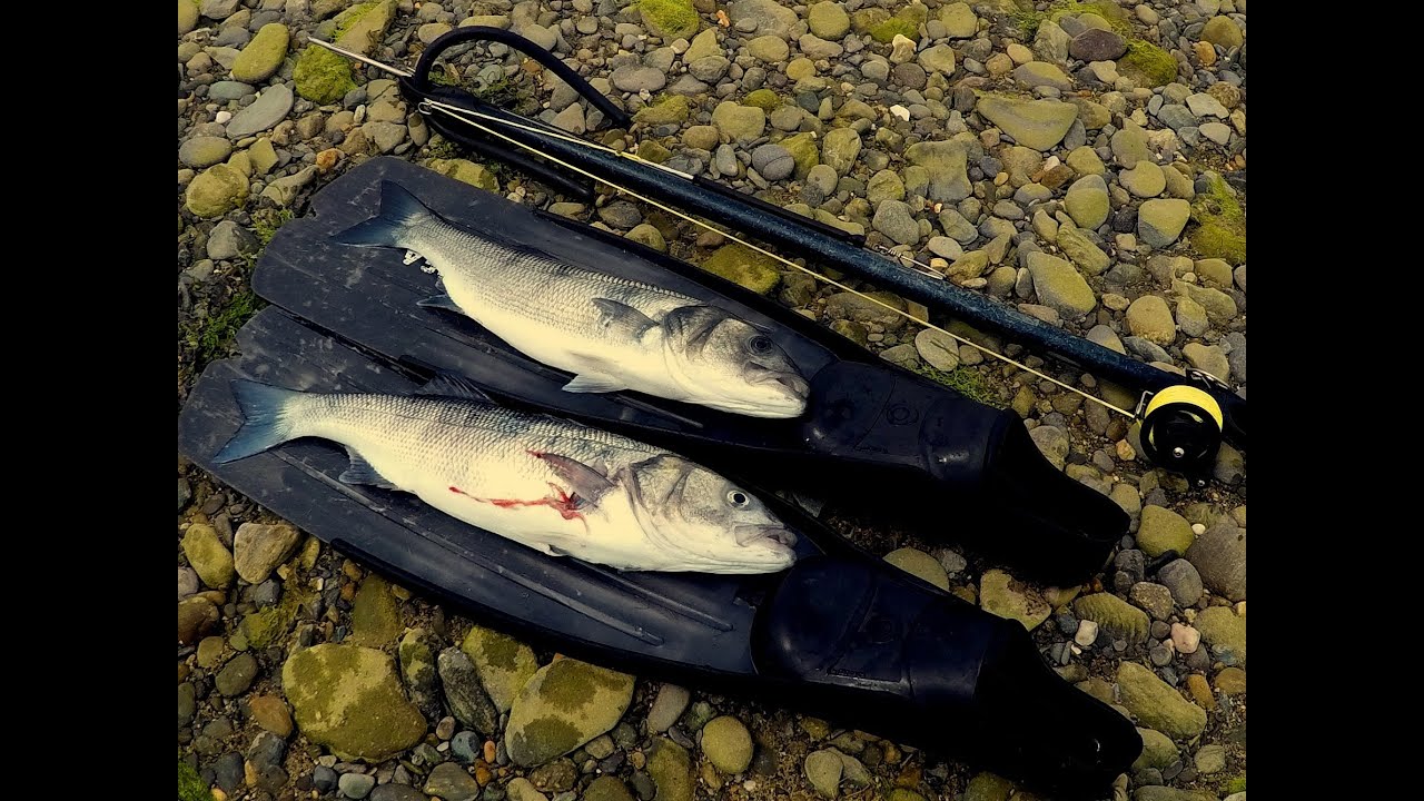 Reef spearfishing for big Bass in North Wales- tips, tactics and techniques