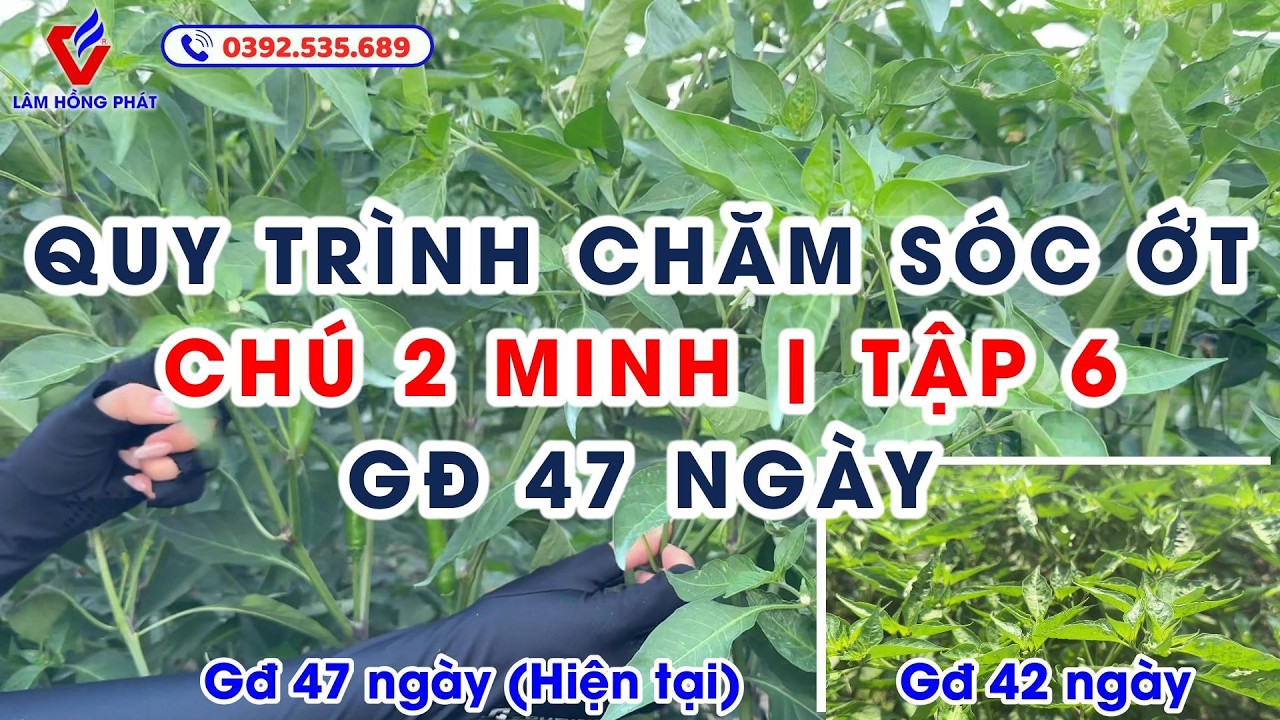 QUY TRÌNH CHĂM SÓC 10 CÔNG ỚT – CHÚ 2 MINH - KV TÂN NGHĨA |T6: ỚT 47 NGÀY DẰN LÓNG #ớtchỉthiên
