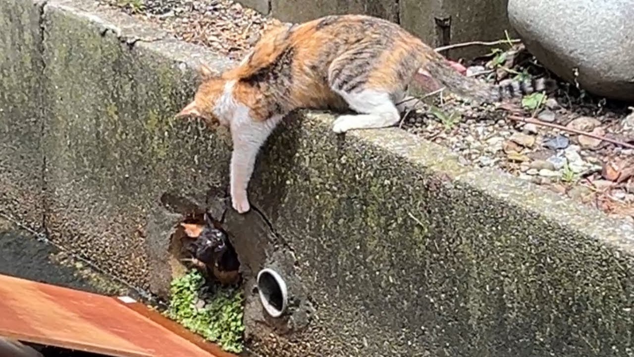【感動】母猫の深い愛情が伝わる映像を集めました...!