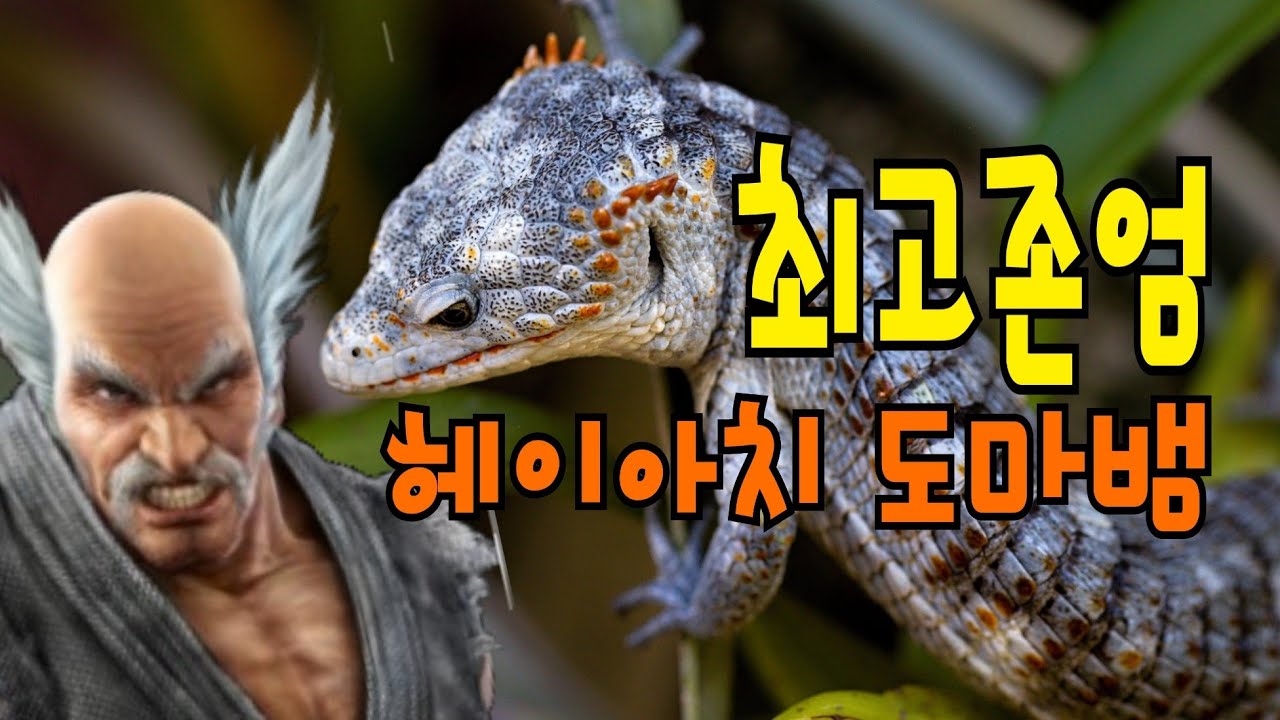 3년사이 최고존엄에 등극한 Abronia님을 만나봅시다.