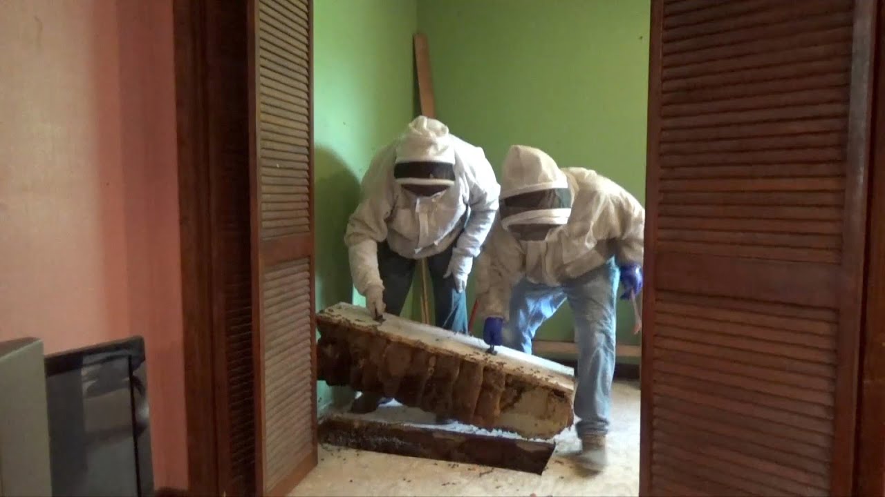 The six largest bee hive removals of 2019