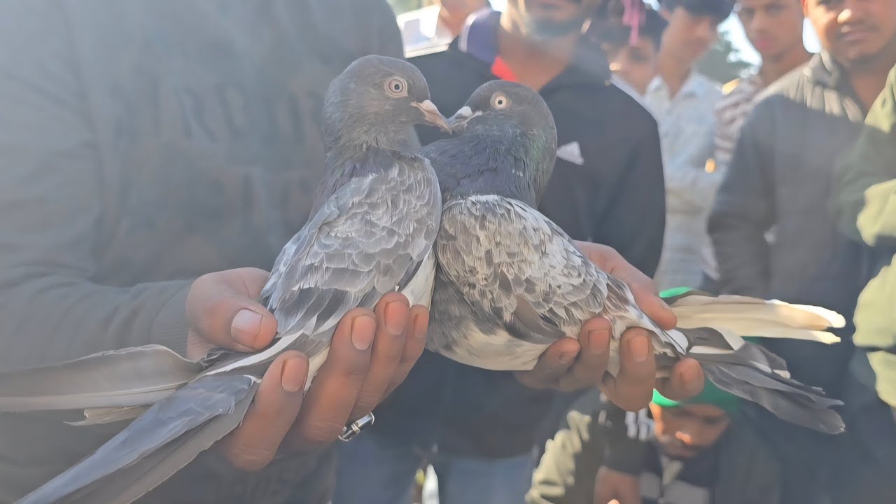 Latur Kabutar Bazar | 20/12/25