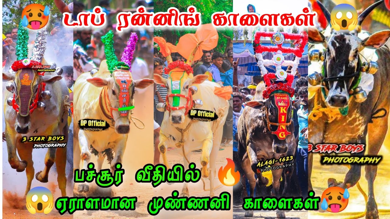 பச்சூர் வீதியில் 🔥 ஏராளமான முண்ணனி காளைகள் 😱டாப் ரன்னிங் காளைகள் 🥵 All Bull Racing😱@காளையின்காதலன்BG