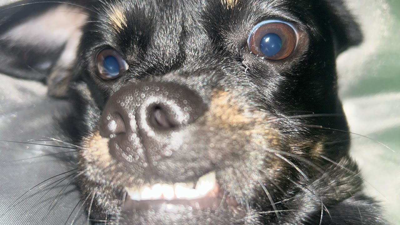 Yo im cheese