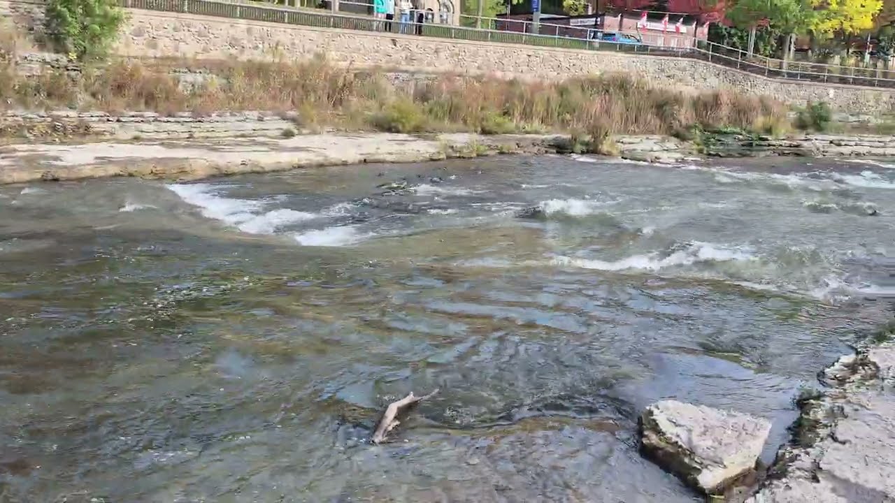 Port Hope - Ganaraska River - Fish Migration
