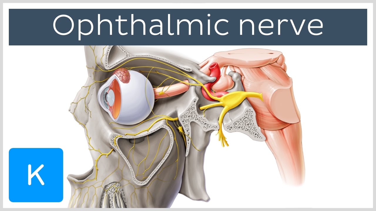 All About the Ophthalmic Nerve (preview) - Human Anatomy |&nbsp;Kenhub
