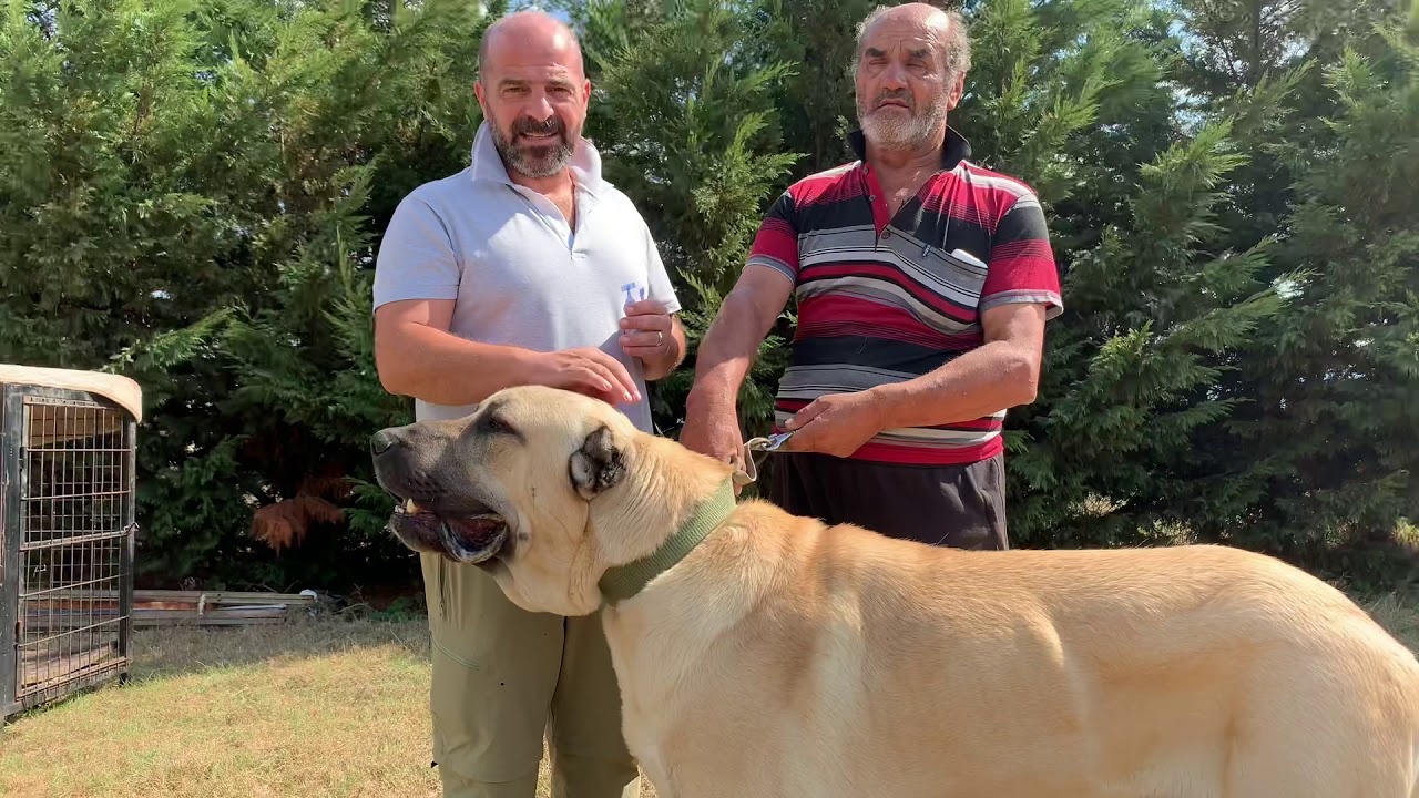 Köpeklere Dış parazit uygulaması