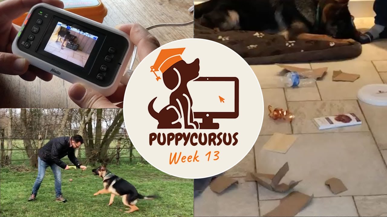 Online puppycursus week 13 - Hond slopen afleren