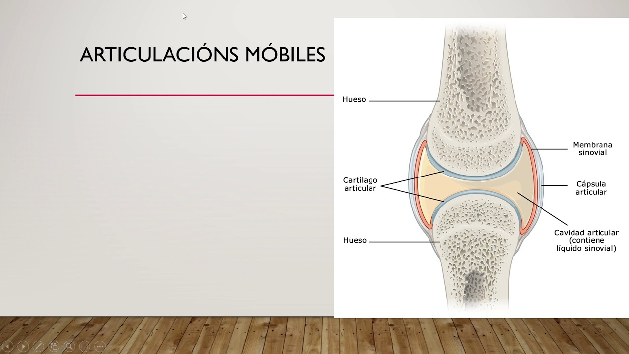 Aparato locomotor