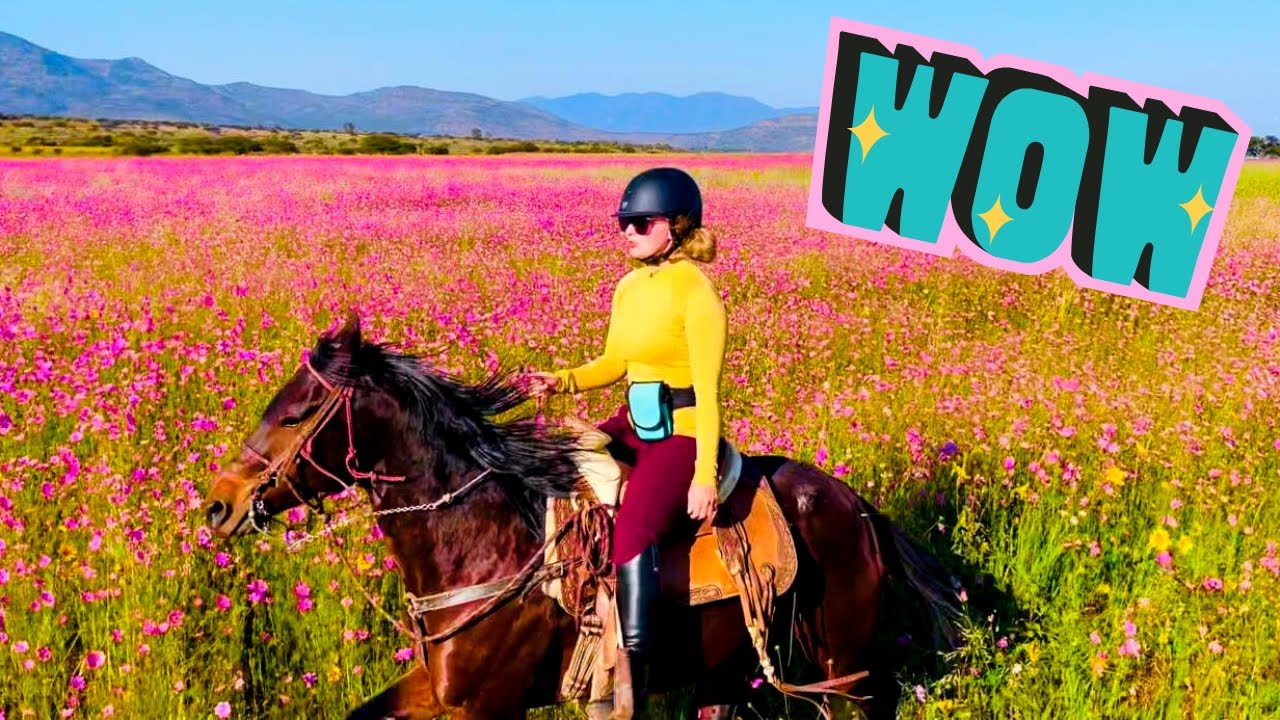 НАС ЖДАЛ БОЛЬШОЙ СЮРПРИЗ ВО ВРЕМЯ ЕЗДЫ НА ЖЕРЕБЦАХ В МЕКСИКЕ...