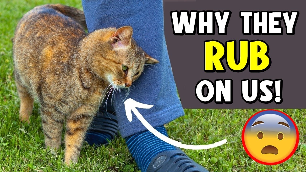 The Secret Behind Why Cats Rub Against You &ndash; You Won't Believe It! 🔥