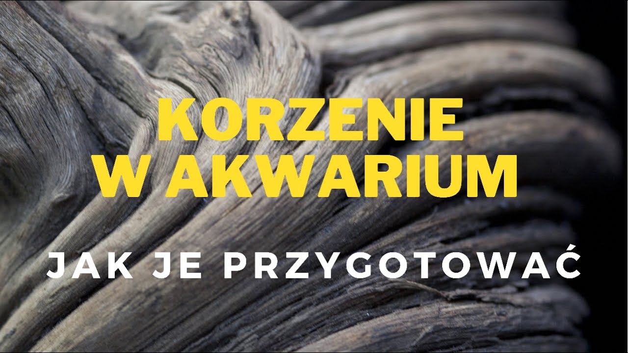 Jak przygotować korzenie przed włożeniem ich do akwarium
