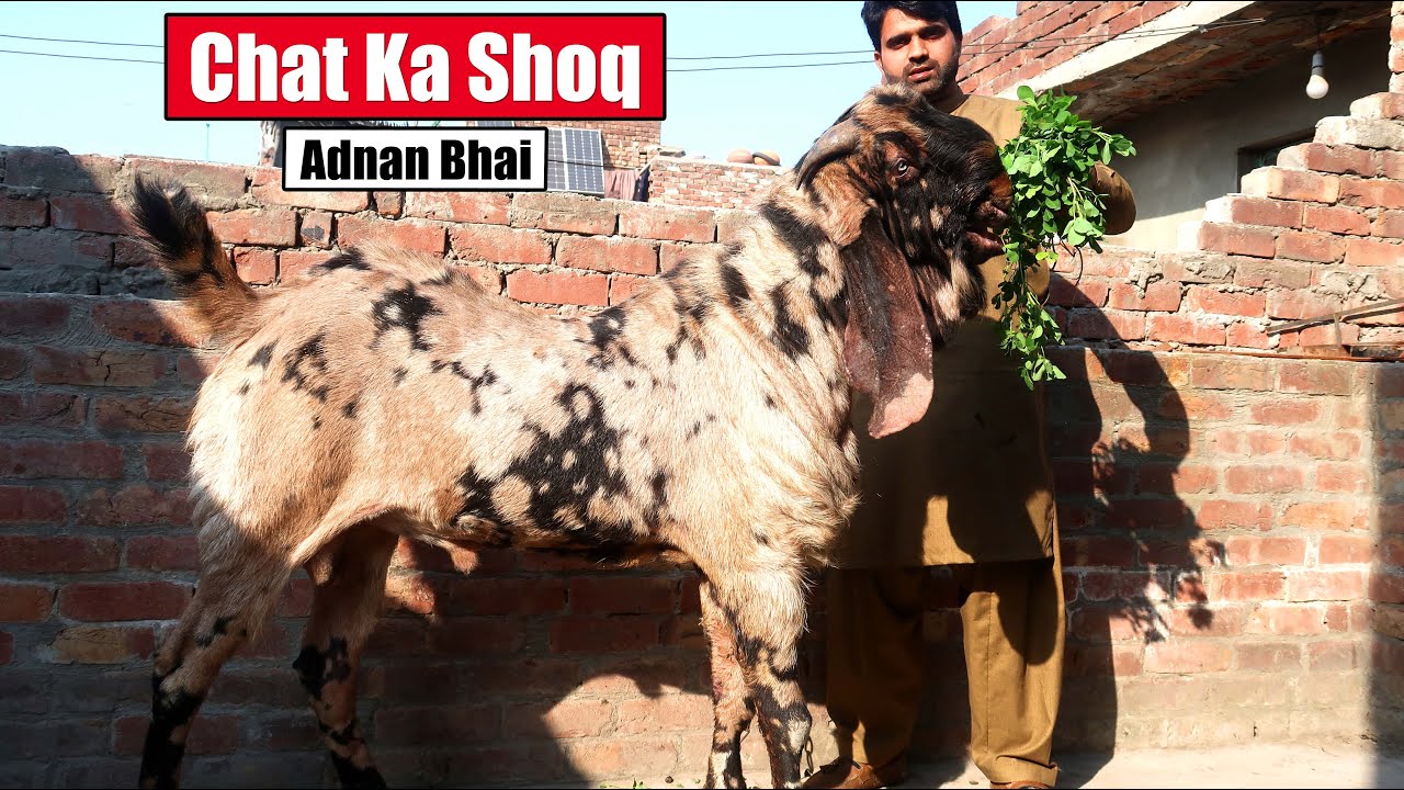 Chat Ka Shoq | Goat Breeding Setup On Rooftop Lahore 2025 | Bakra Mandi