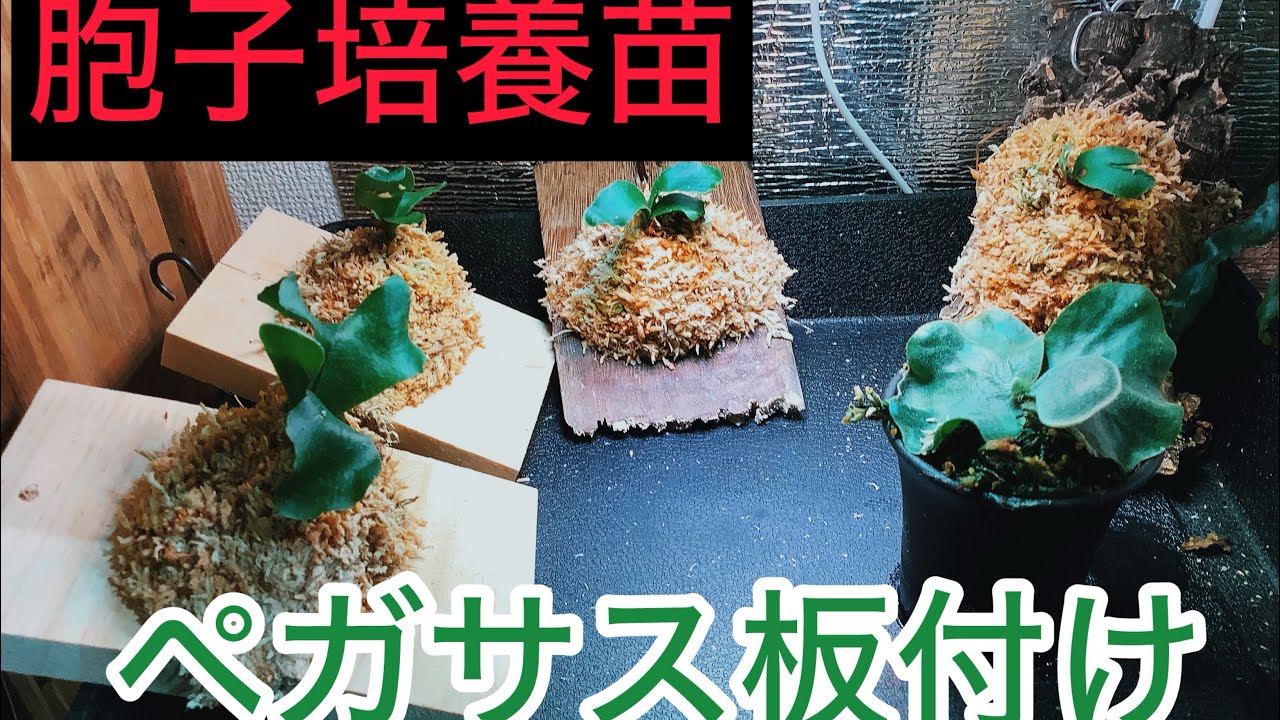 ビカクシダ　ペガサス　