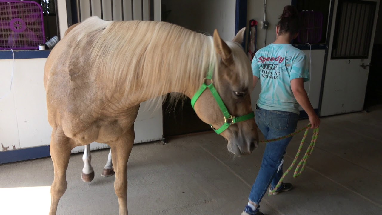 Laminitis Recovery Research