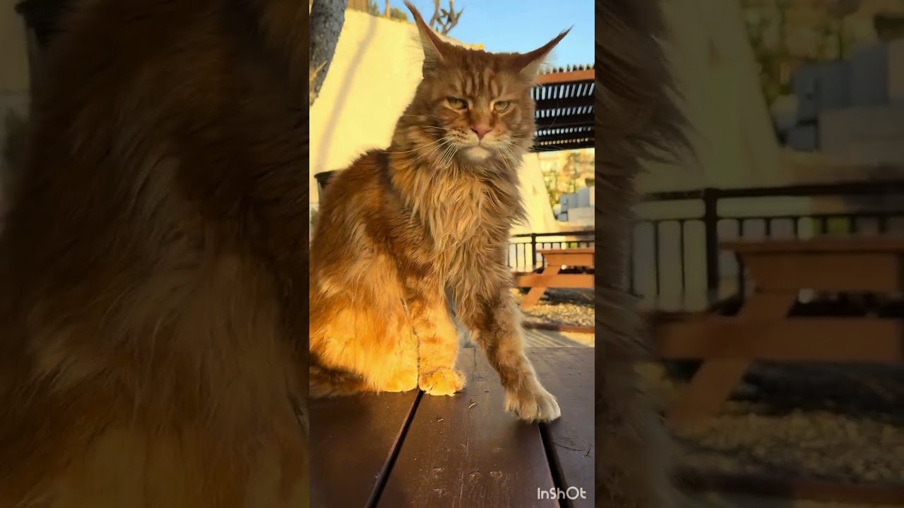 Ідеальна картинка спокою  #навігаціящастя #менющастя #sea #cat