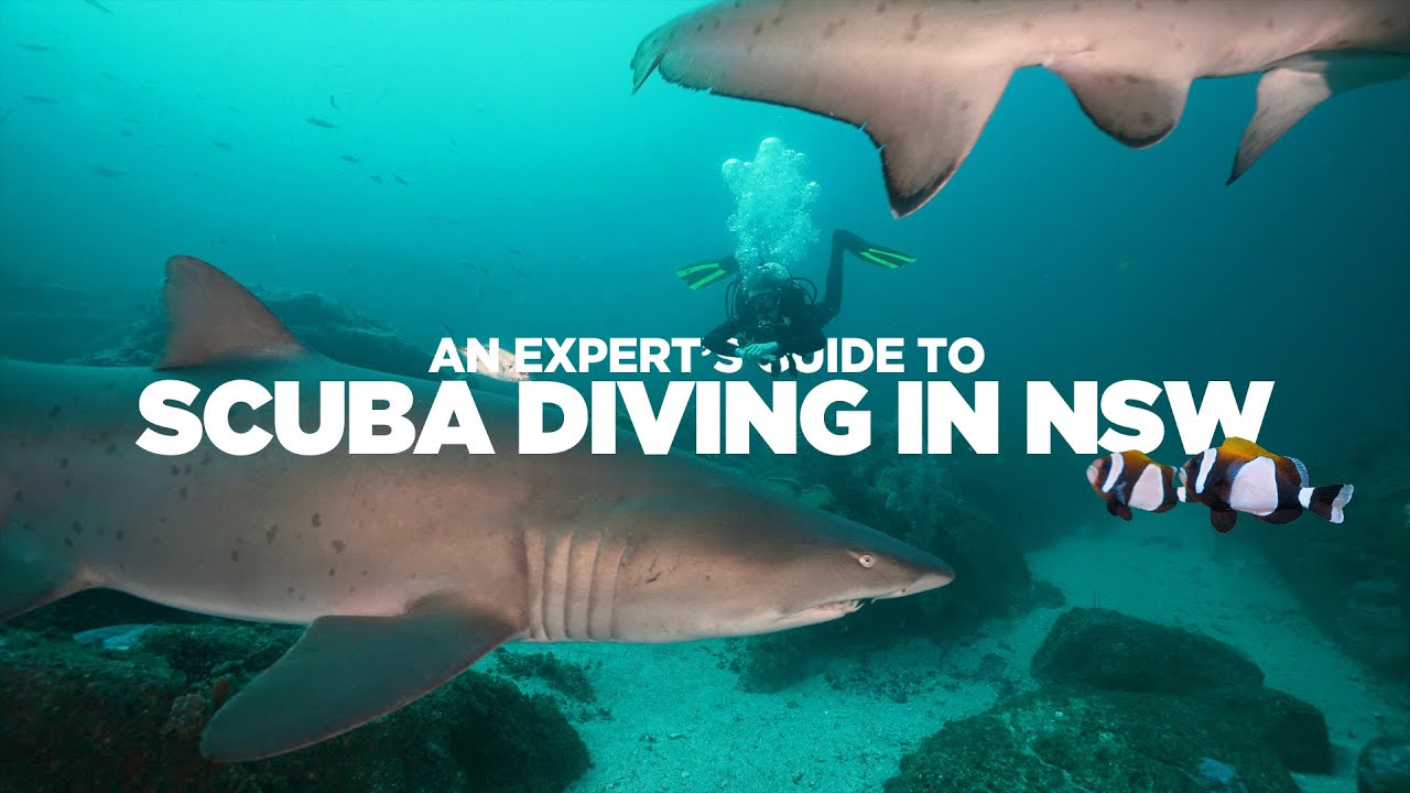 The Best Scuba Diving in New South Wales | DNSW Underwater Guide