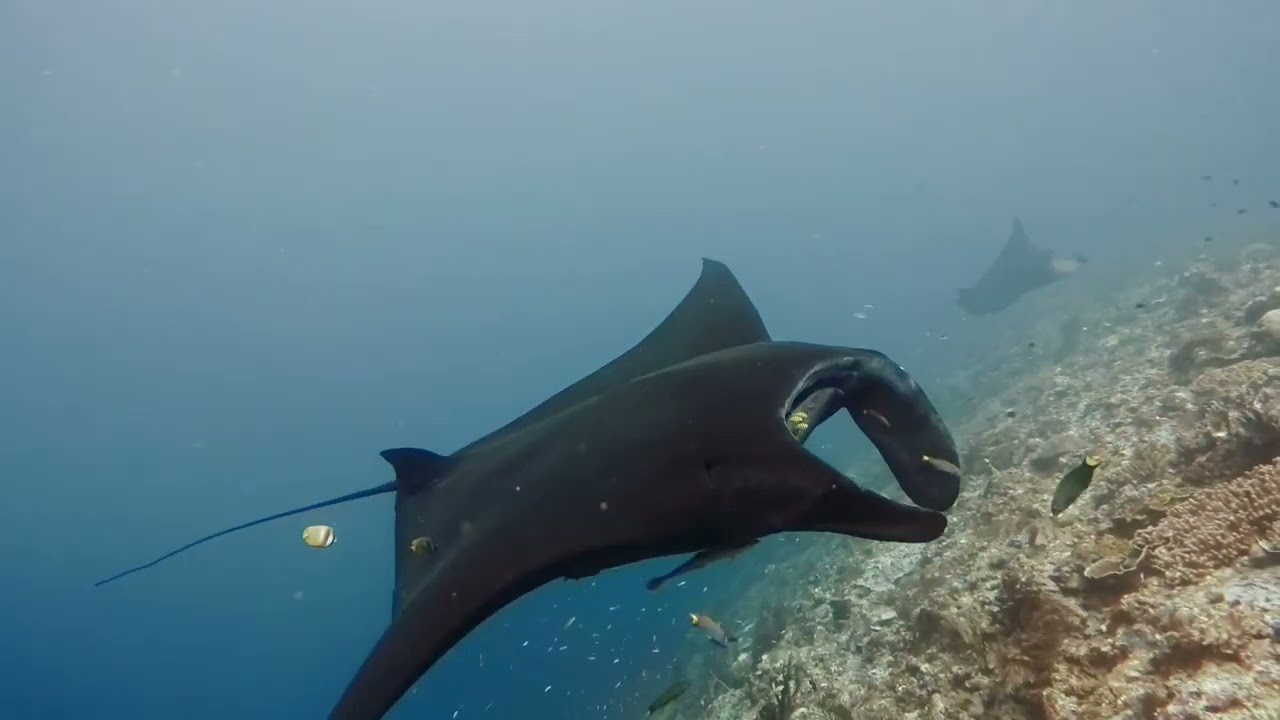 manta ridge at rajaampat 