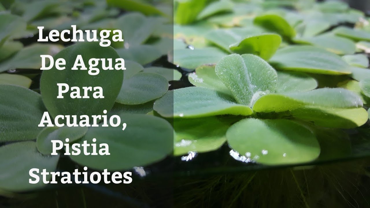 🔵 Lechuga De Agua Para Acuario,Pistia Stratiotes (Acuarios MB)