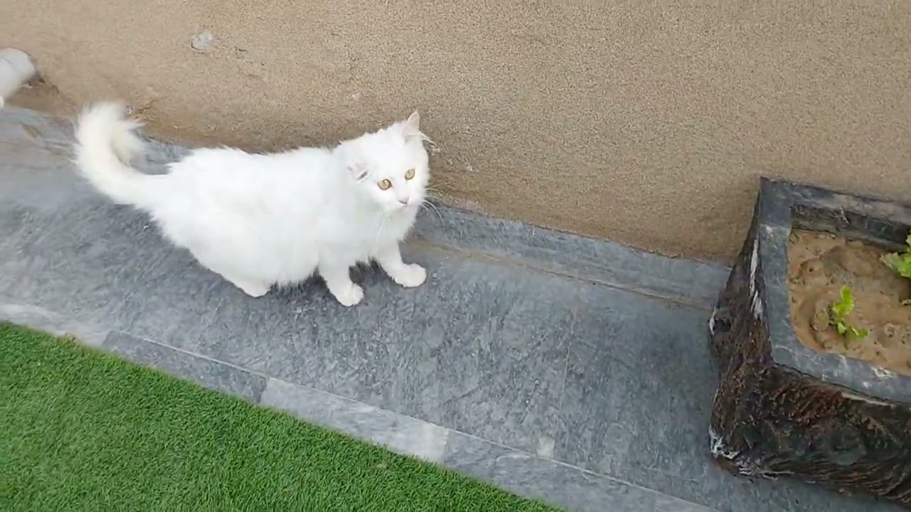 Mother Cat Is Tired Needs Break From Her Kittens 