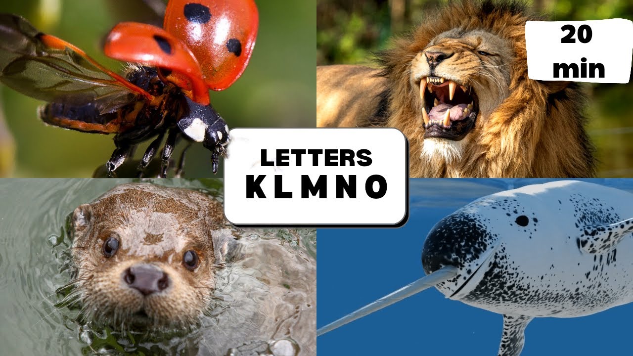 Letters K - O | Learn About Animals  | Learn Letter Sounds | Phonics for Toddlers