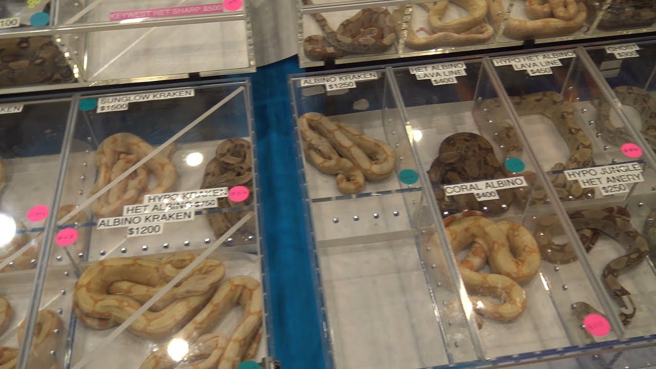 NEW YORK METRO REPTILE EXPO FLOOR WALKTHROUGH JULY 2019 & PICK UPS