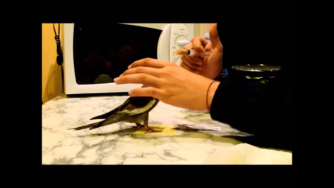 Imbeccata calopsite - ALLEVAMENTO A MANO
