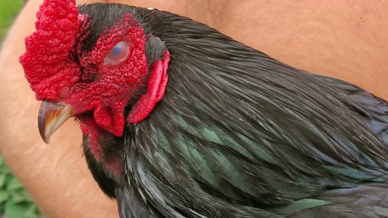 My favorite chicken breed! Dark Cornish; great meat & eggs. Hardy & Smart