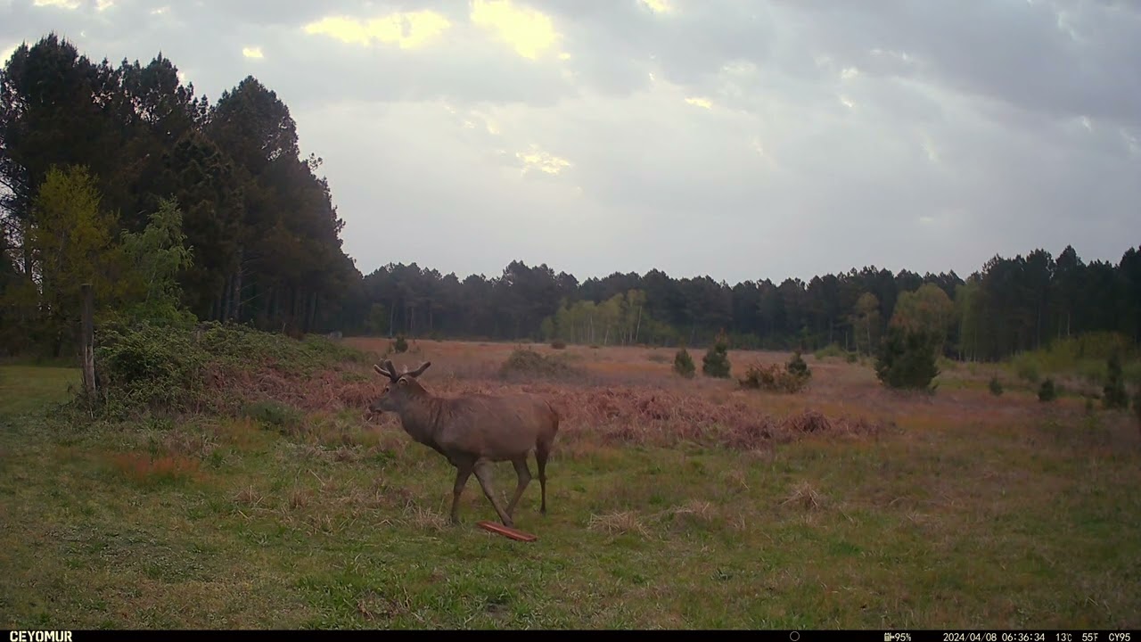 Nature et Cam fixe 3   4K