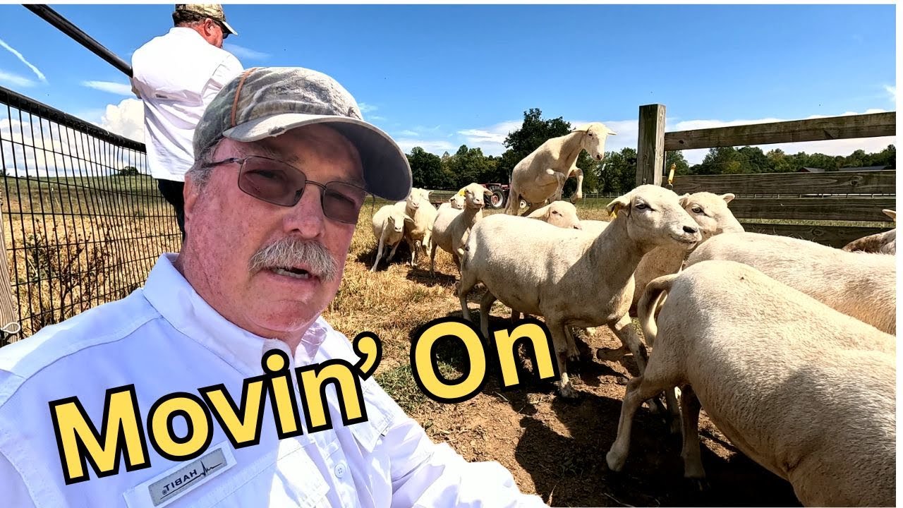Rotating pasture during a drought.