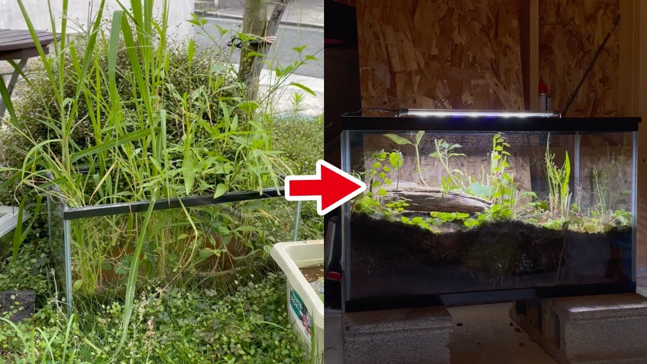 水槽に雑草を生やしてカットするだけ