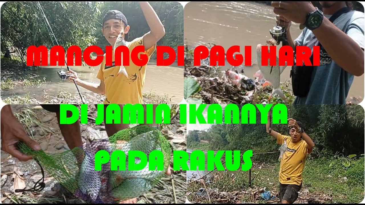Umpan sirip merah paling jitu