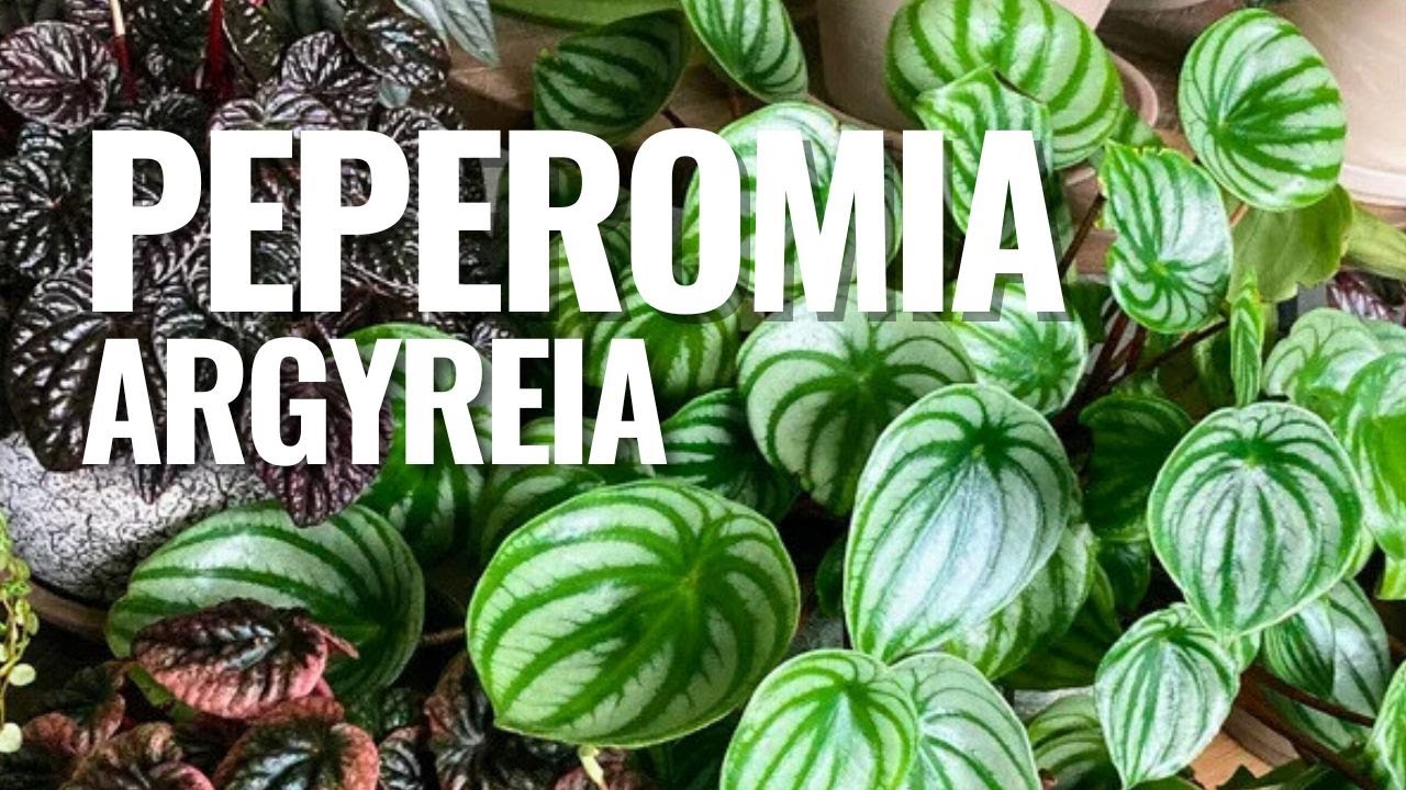 ¿Te encanta la Peperomia sandía? Aprende a cuidarla bien