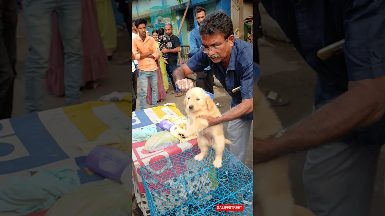 galiff street pet market | dog market Kolkata #shrots #dog #petmarket #galiffstreet