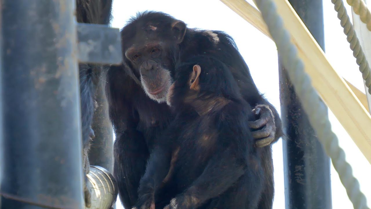 愛しいチヨちゃん🍓イチゴ愛　かみね動物園　チンパンジー　202406