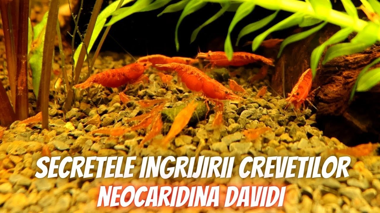 INGRIJIREA CREVETILOR PENTRU INCEPATORI (NEOCARIDINA DAVIDI)
