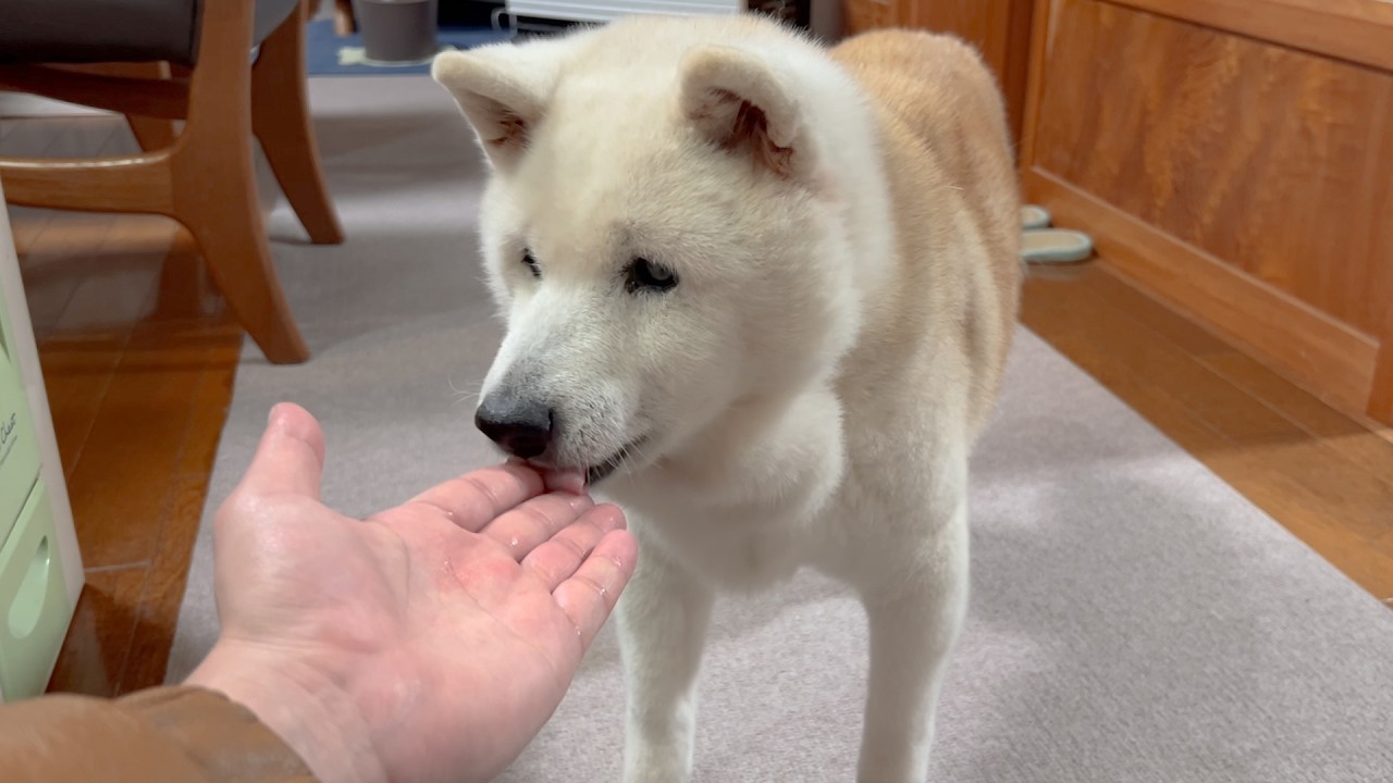 パパを看病する柴犬とママを看病するサモエド、お礼のお魚を大喜びで爆食い。