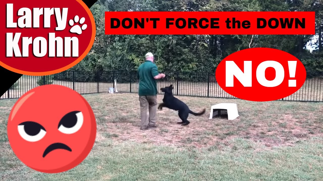 Don’t force the down (or any command) in dog training [Black German Shepherd]
