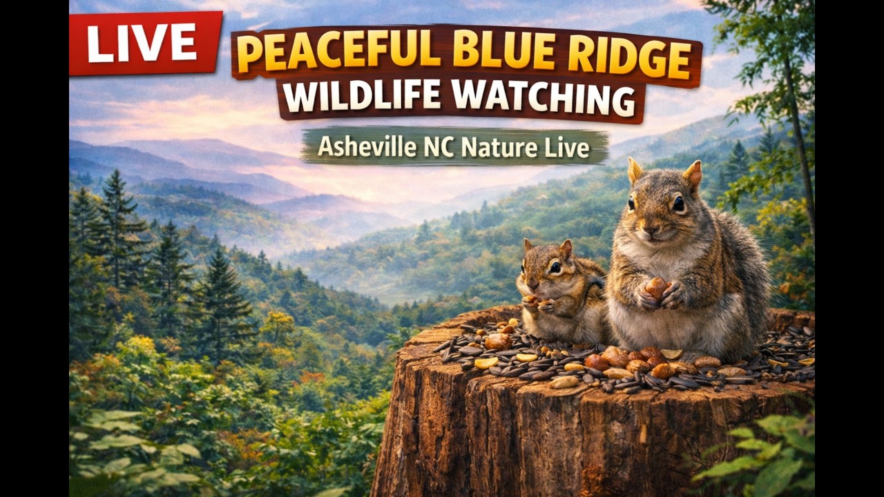💝 Love Is in the Woods | LIVE Squirrel Cam Valentine’s Edition #WildlifeLive