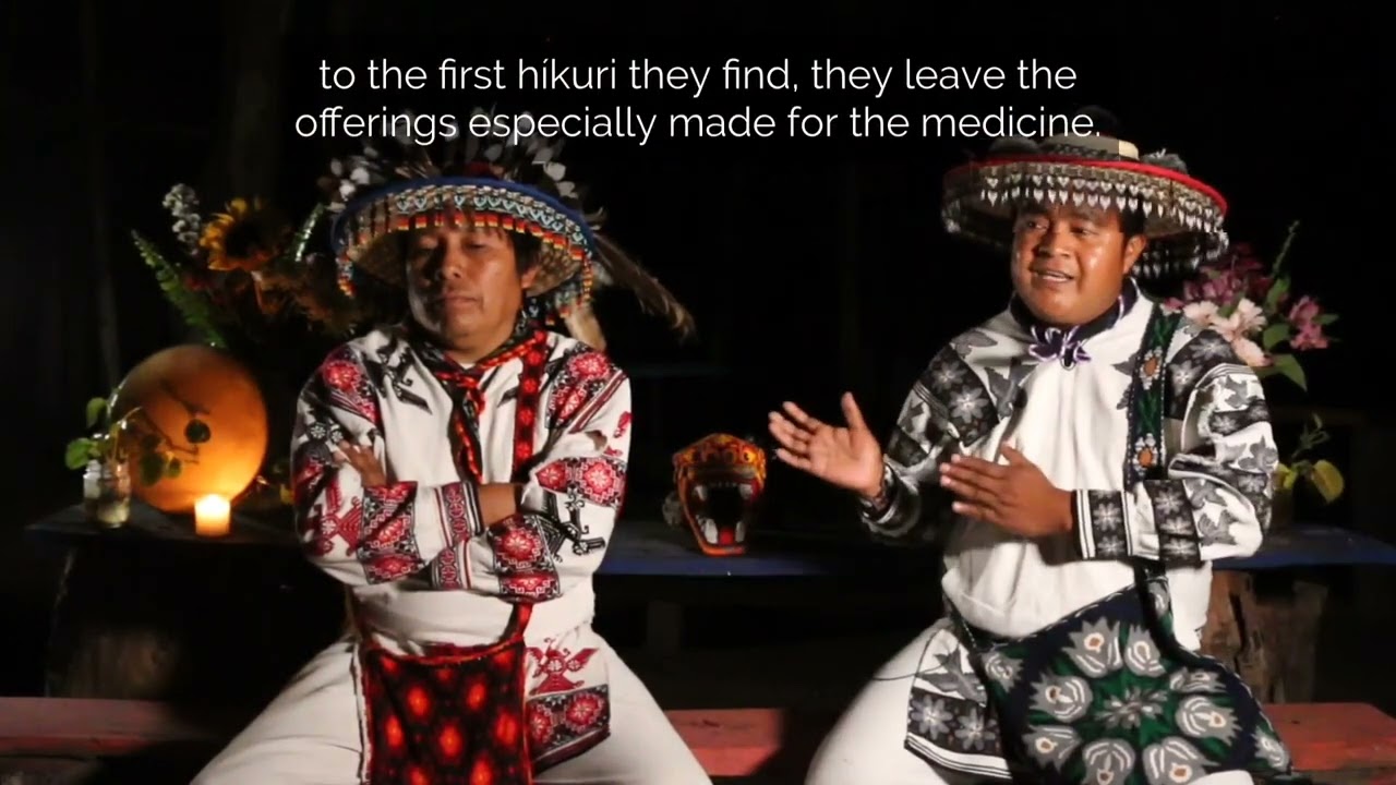 The Híkuri (Peyote) & the Wixárica Vision Of Life. An interview with the Mara'akame Mario Bautista