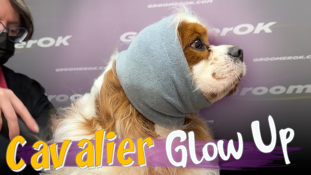 How to Groom a Cavalier King Charles Spaniel | Easy Haircut Guide | Stunning Before & After Results!