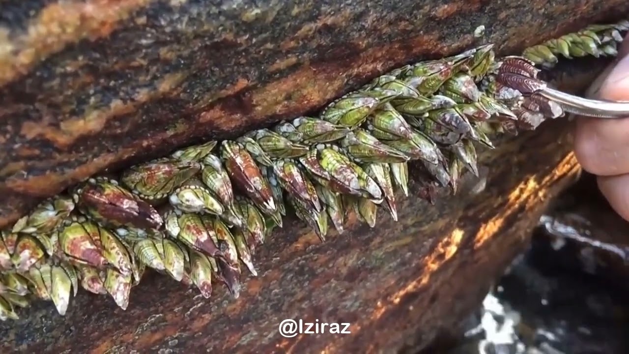 You Know What Is This Episode 800