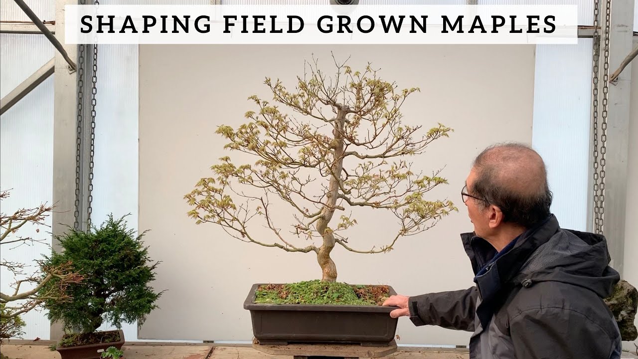 Shaping Field Grown Maples