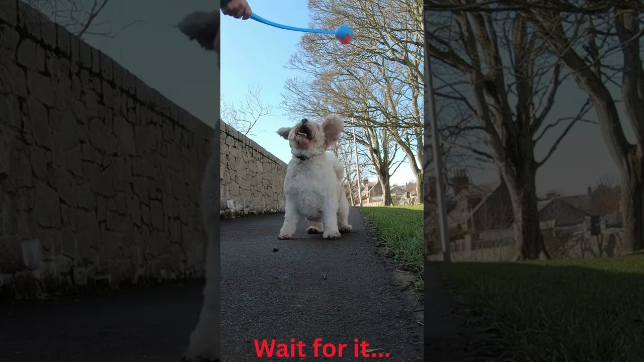 Maisie Loves Chasing Balls #dog #dogs #dogshorts #dogvideos