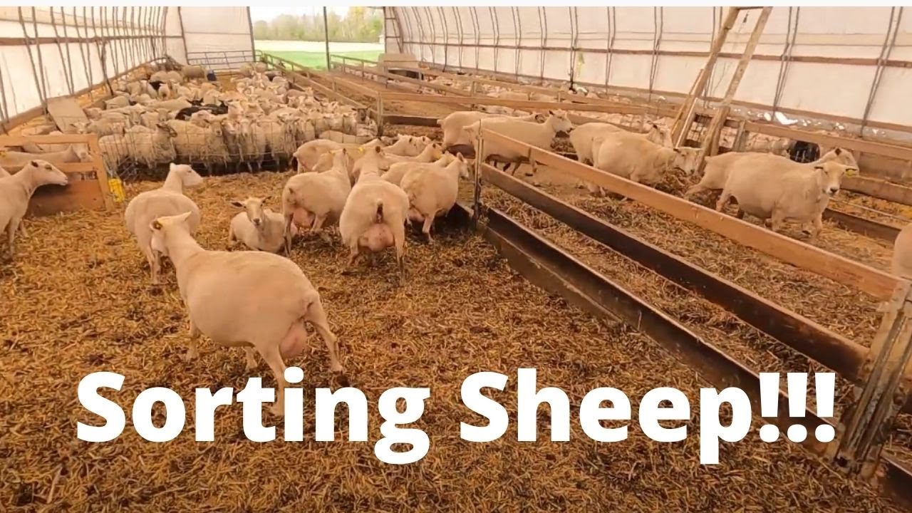 Barn Cleanout And Spring Lambing!