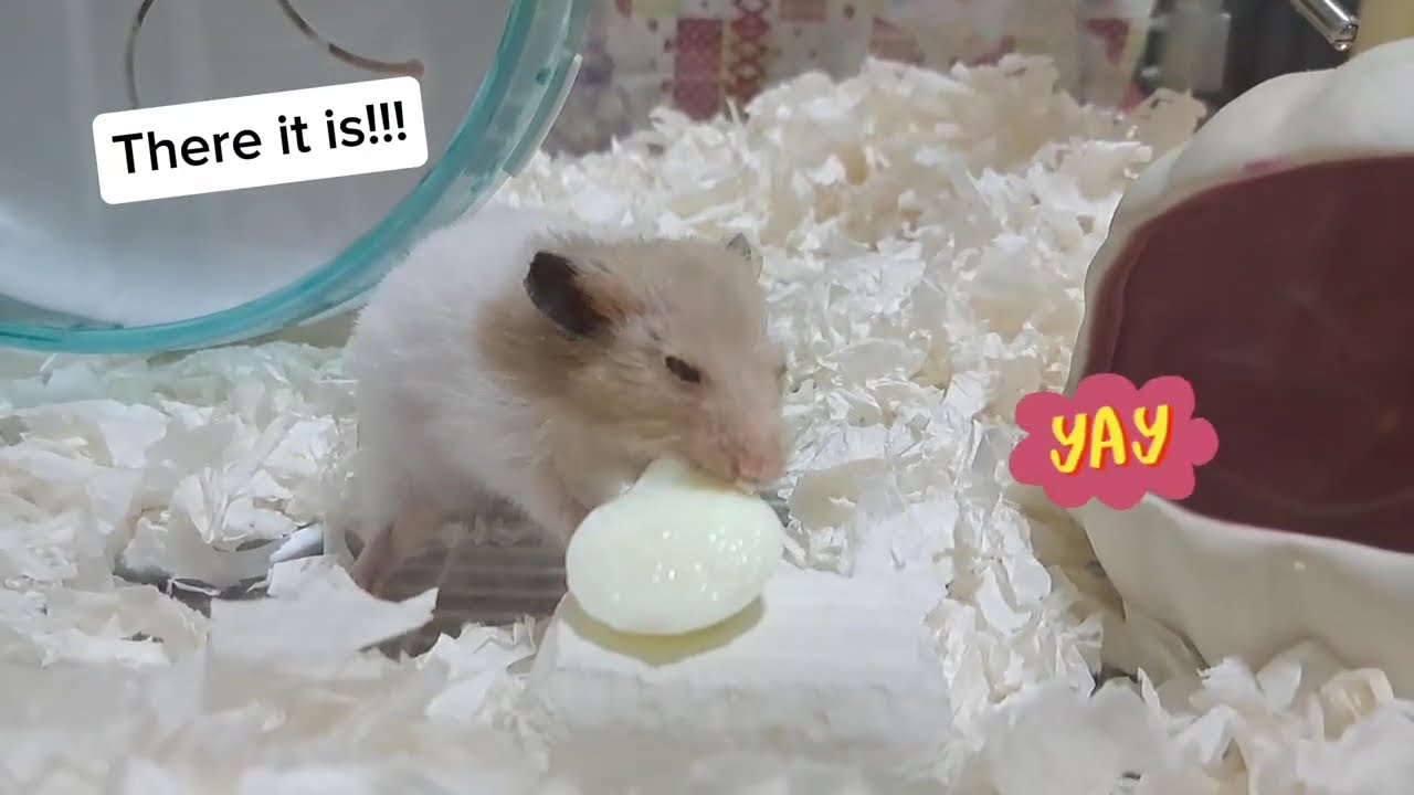 The final chapter : Misty's journey