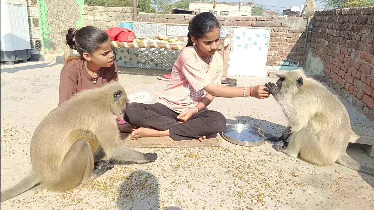 👉 Village Girls Langur Feeding Real Monkey Video 🐒
