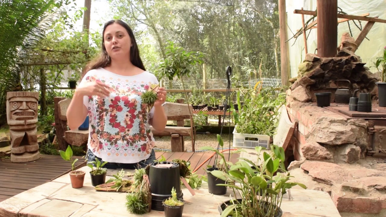 Micro orquídeas parte 2
