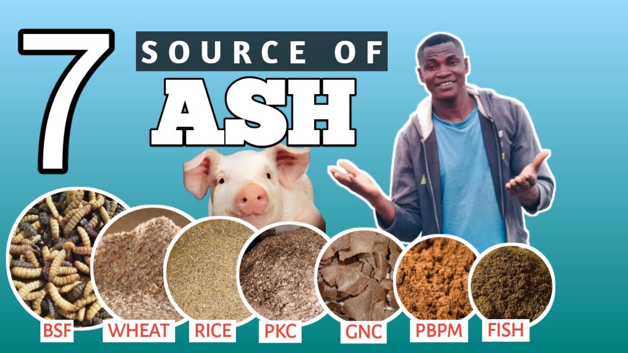 7 Sources of ASH in Pig Feed ingredients || Pig farming in Nigeria